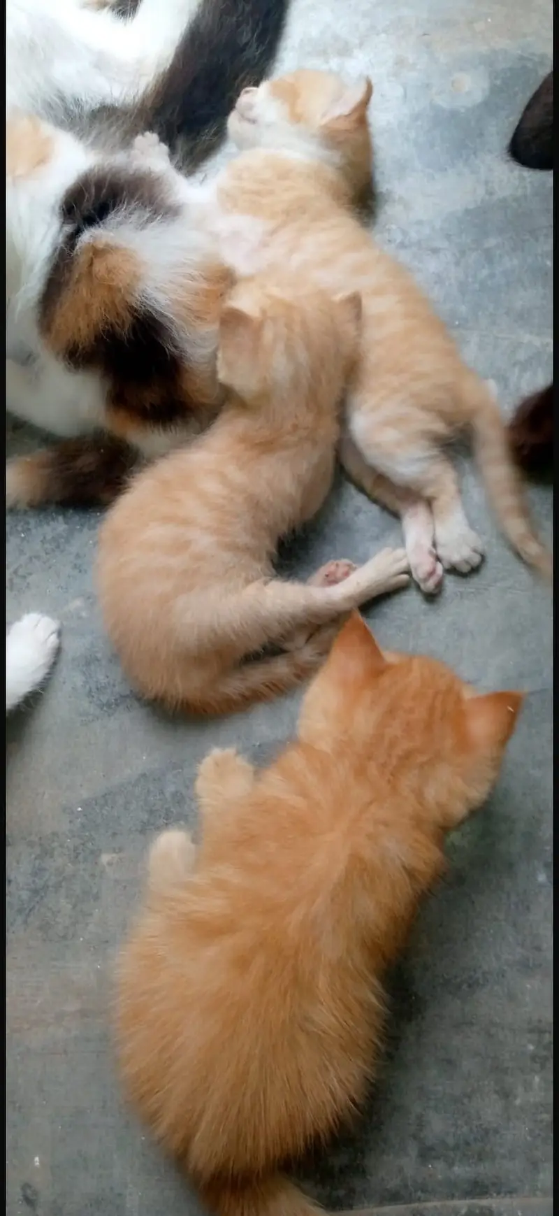 Pure persian babies for sale any one interested call to my number — photo 8