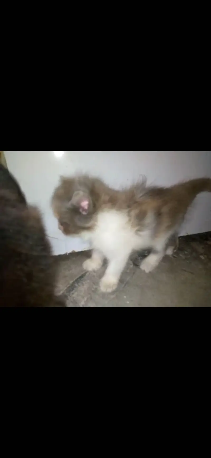 Pure persian babies for sale any one interested call to my number — photo 9