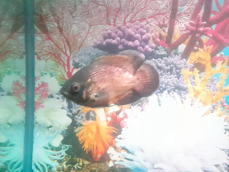Oscar — photo 3
