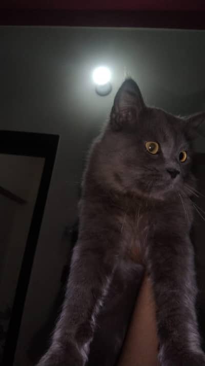 - Beautiful Grey Fluffy Persian Mix Cat | Lahore