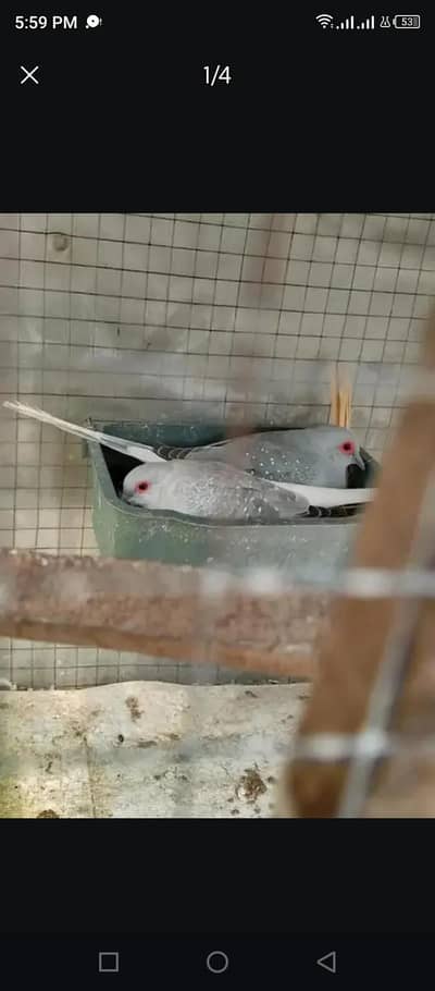 diamond Dove pair