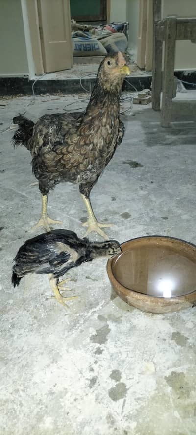 Aseel breed cheena