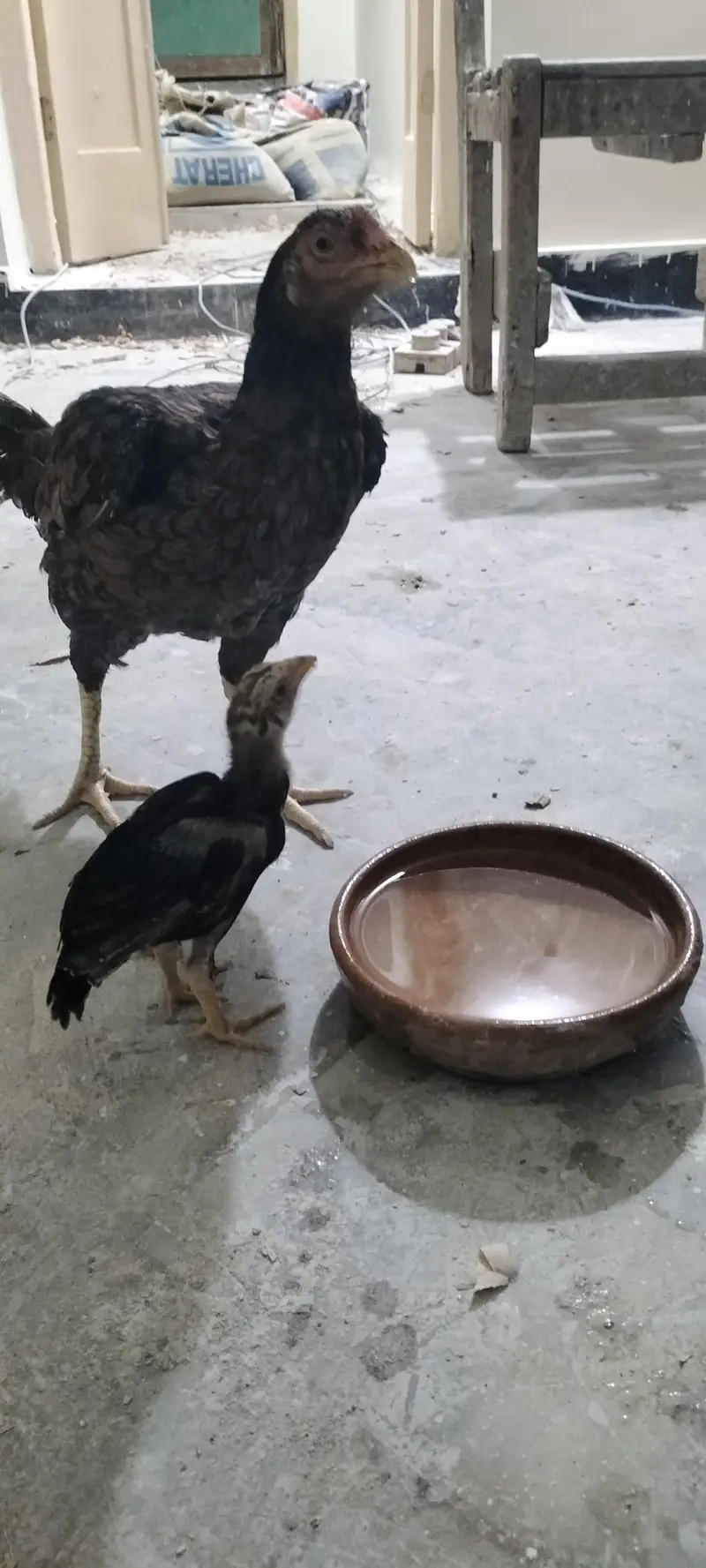Aseel breed cheena — photo 2