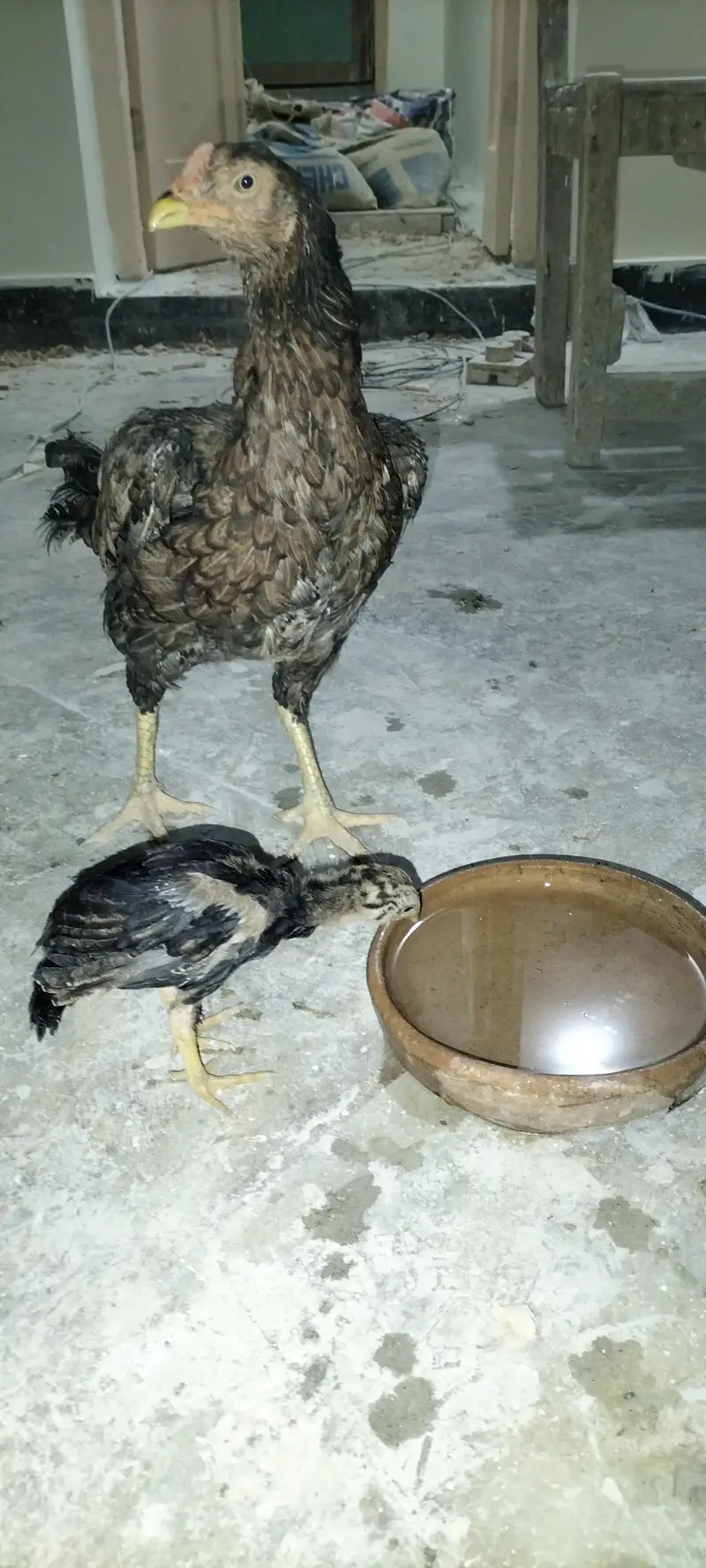 Aseel breed cheena — photo 3