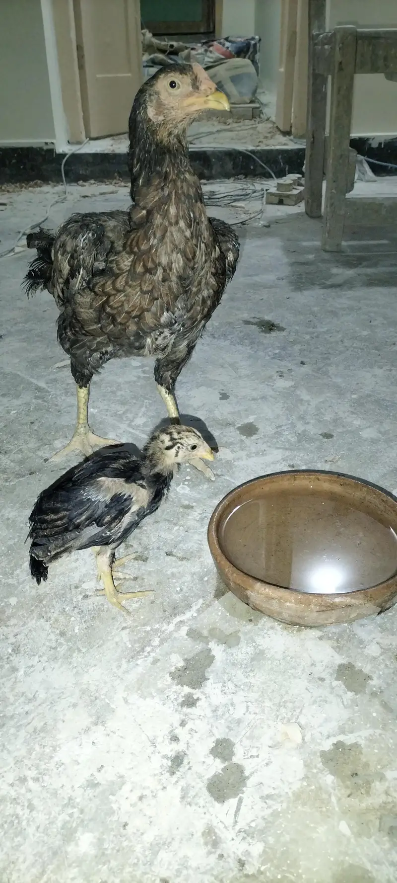 Aseel breed cheena — photo 4