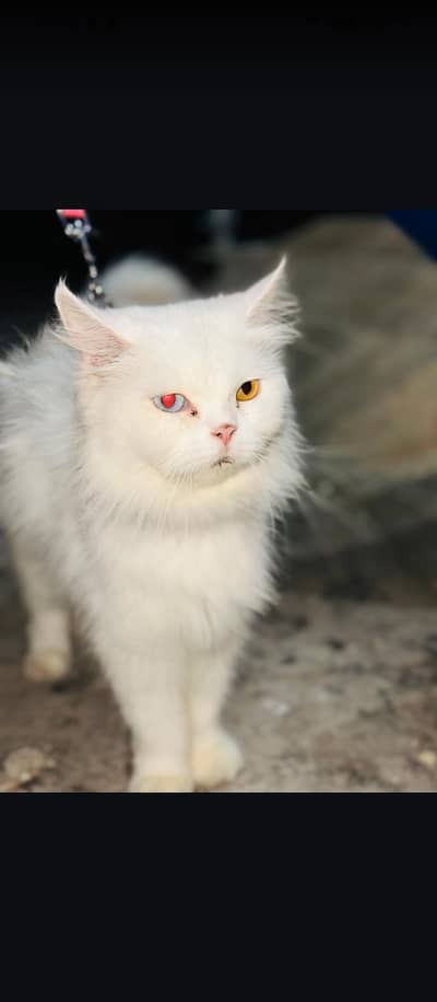 persion white odd eyes cat