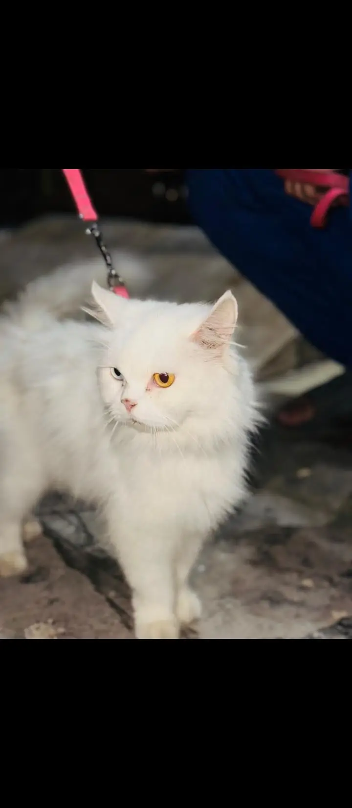 persion white odd eyes cat — photo 2