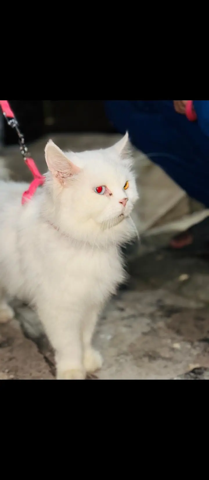 persion white odd eyes cat — photo 3