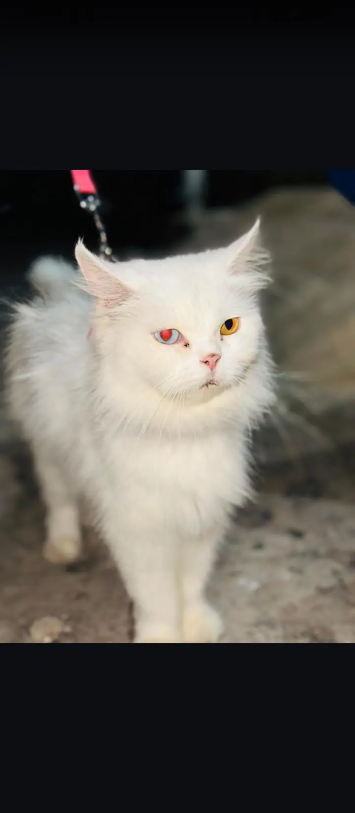 persion white odd eyes cat — photo 4