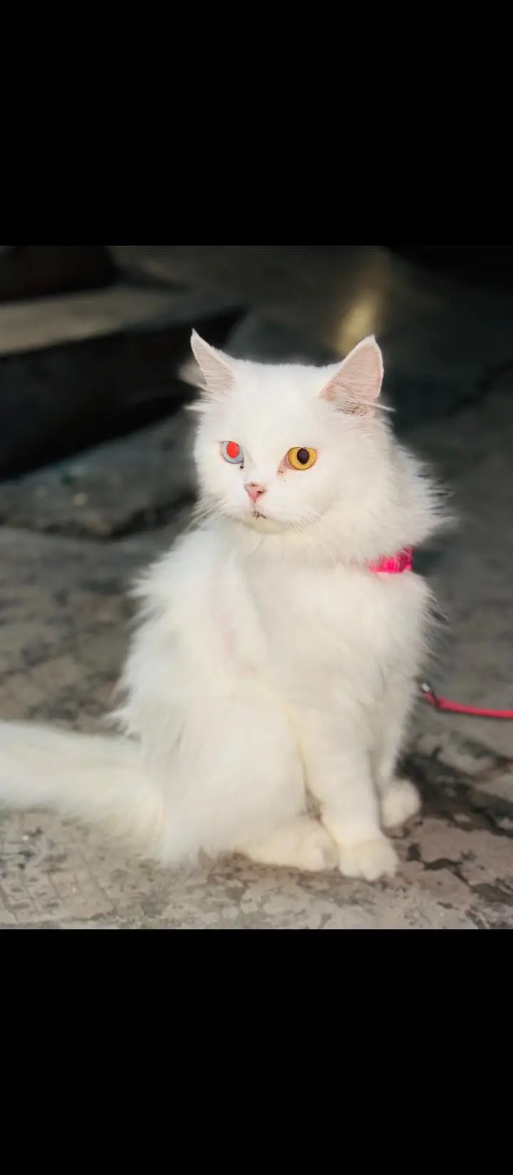 persion white odd eyes cat — photo 5