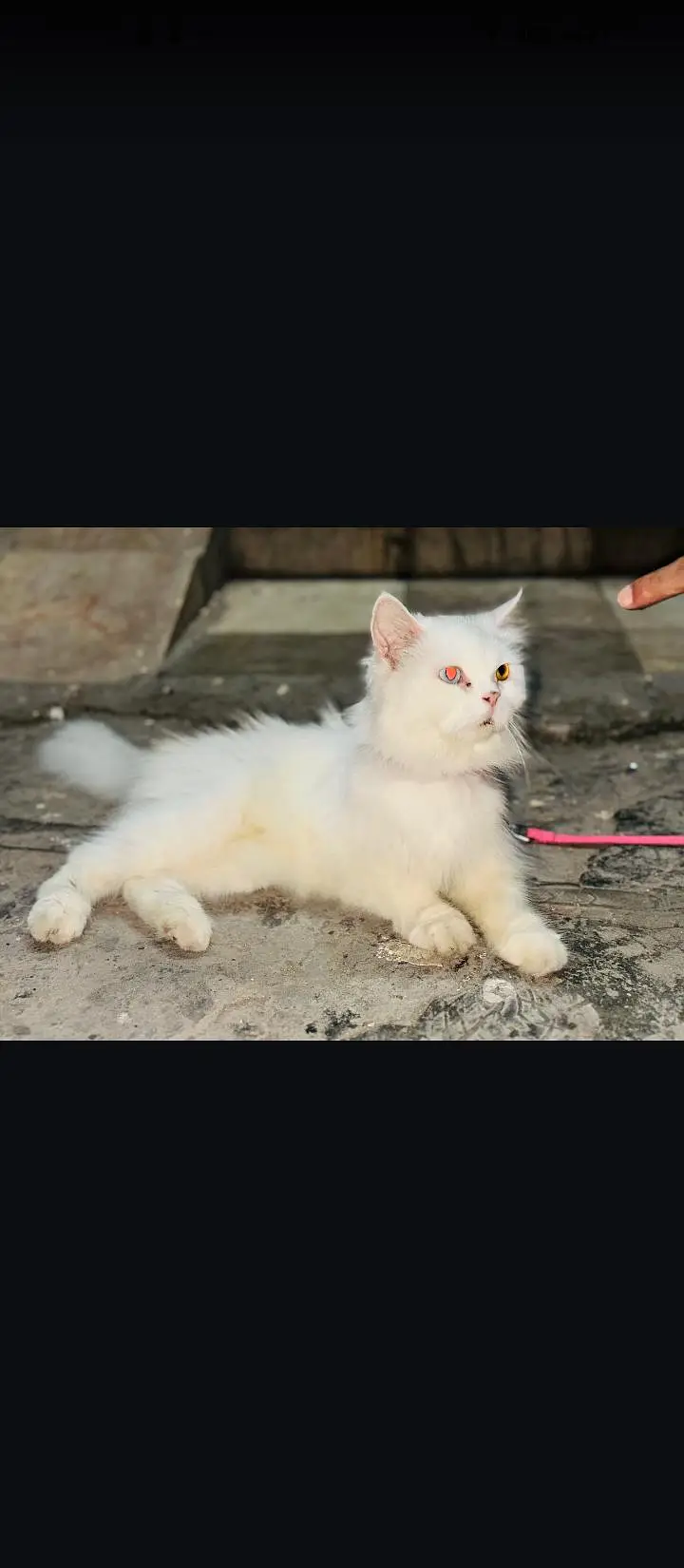 persion white odd eyes cat — photo 6