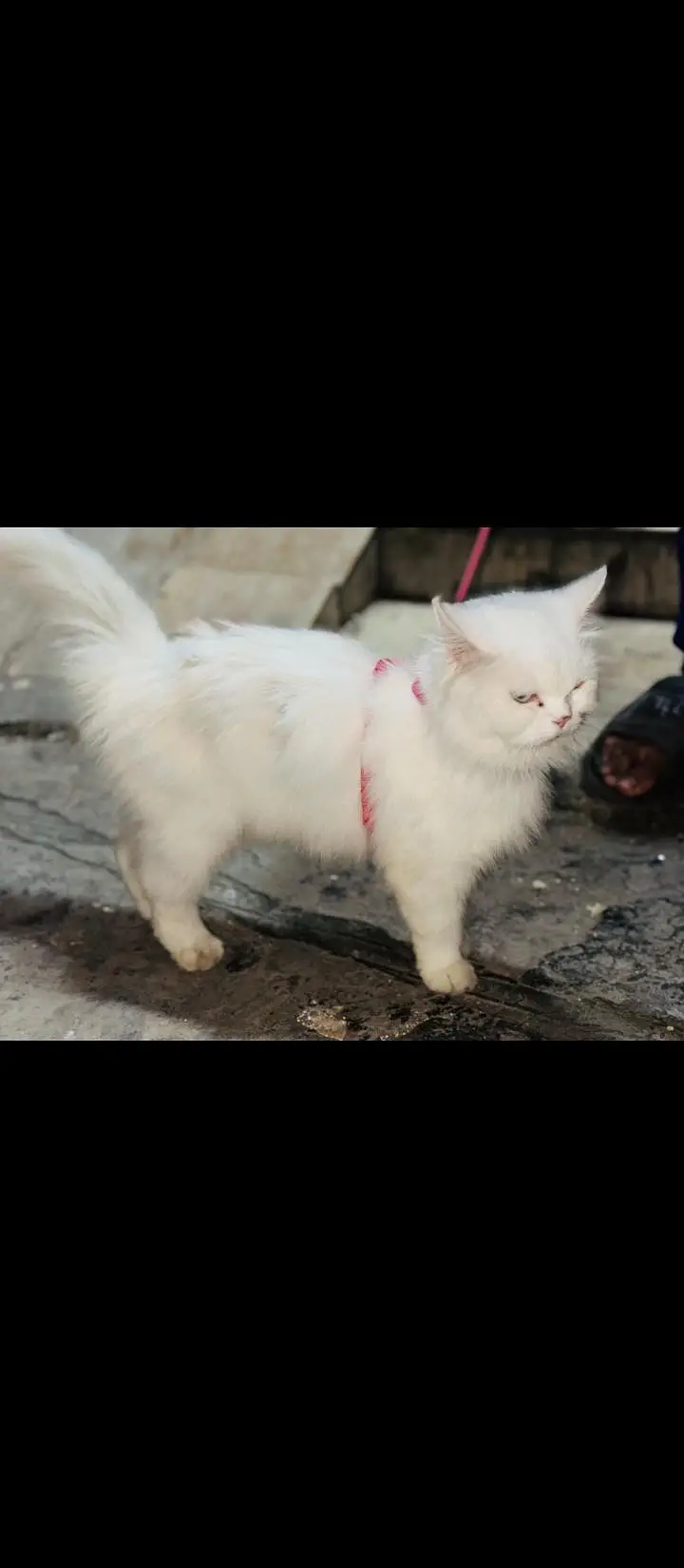 persion white odd eyes cat — photo 7