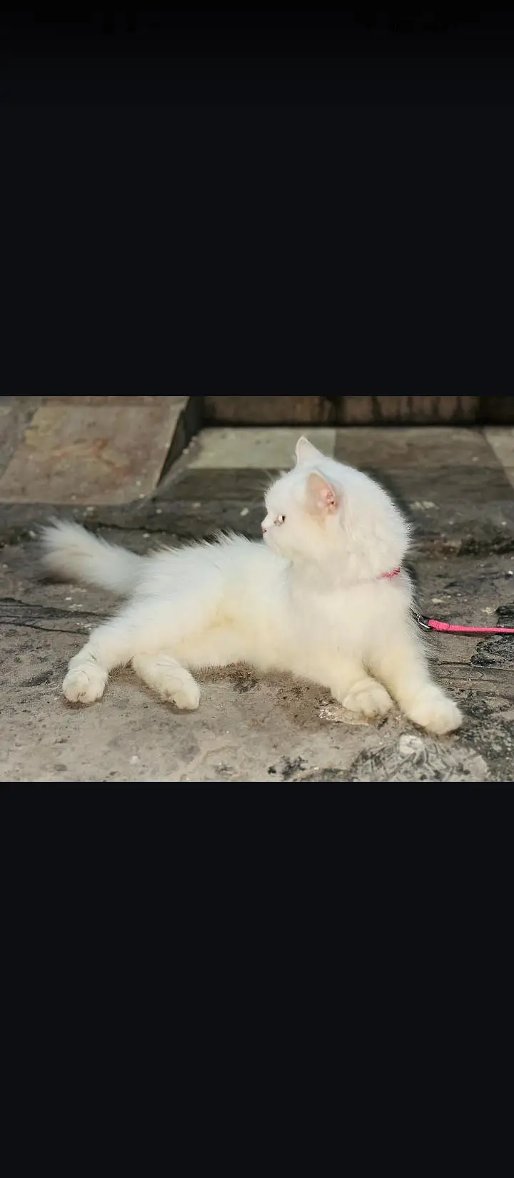 persion white odd eyes cat — photo 8