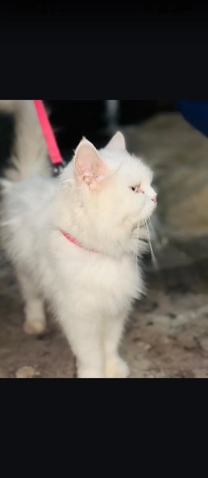 persion white odd eyes cat — photo 9