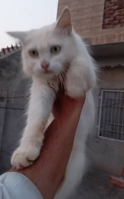 Persian female cat 3 coated