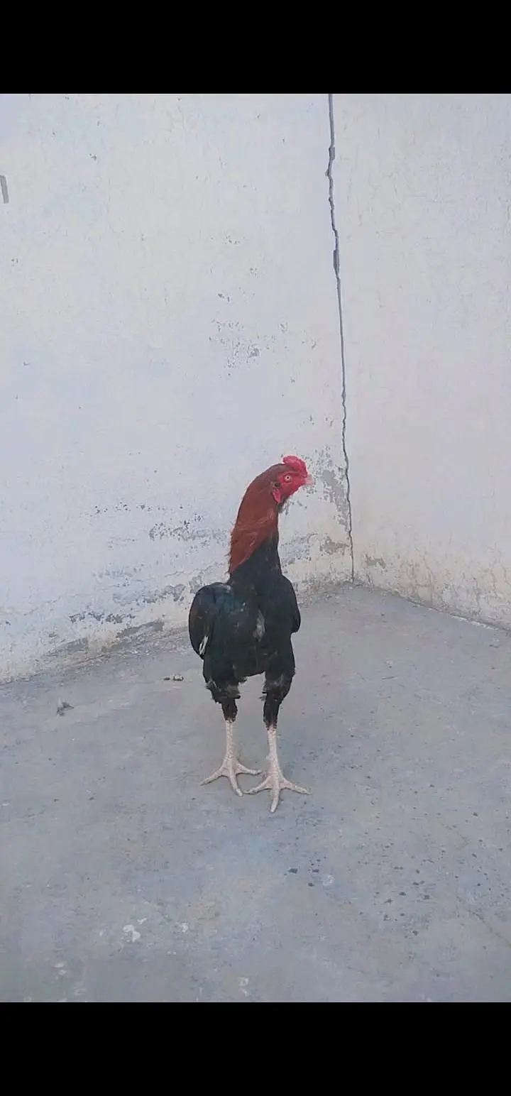 Aseel mianwali — photo 2