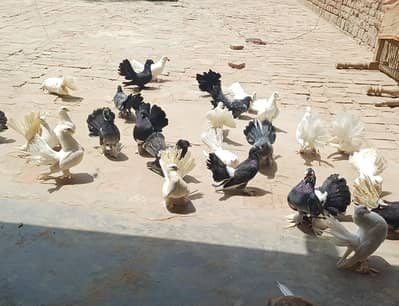 Lucky White & Grey Kabootar – Healthy & Active