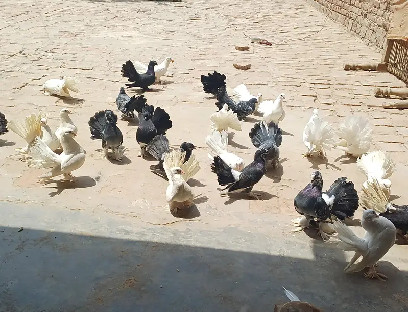 Lucky White & Grey Kabootar – Healthy & Active