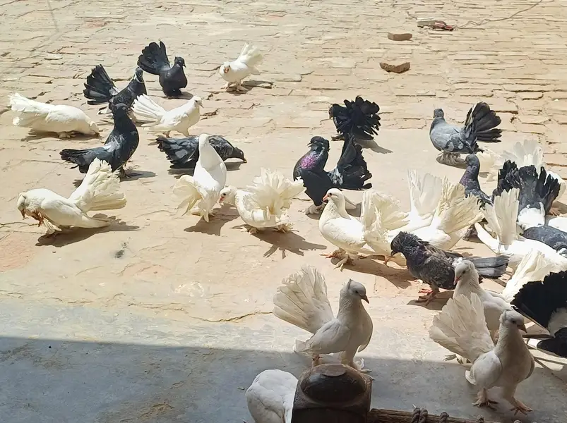 Lucky White & Grey Kabootar – Healthy & Active — photo 2