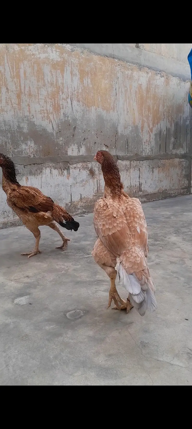 Top Qulaity long height Aseel 1 male 2 Female — photo 2