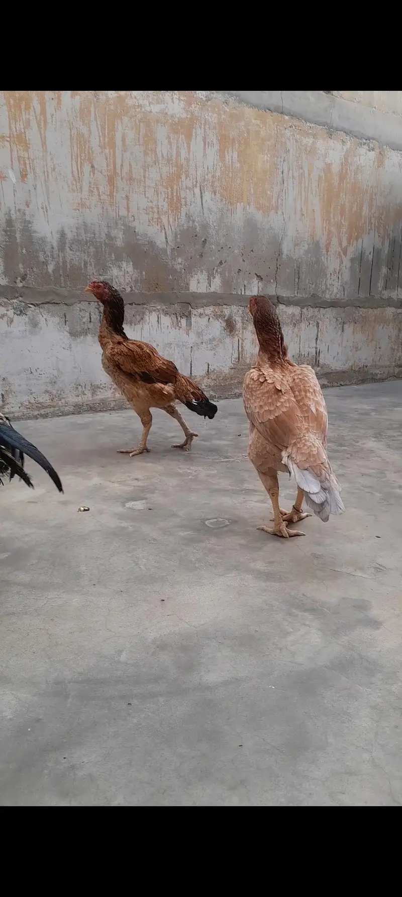 Top Qulaity long height Aseel 1 male 2 Female — photo 3