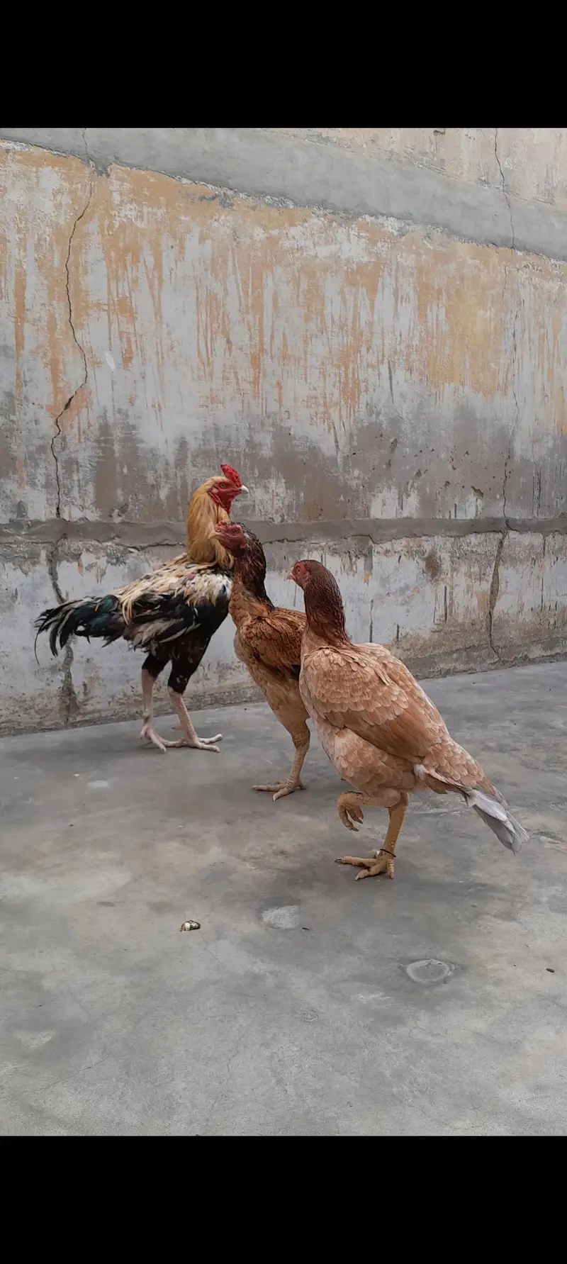 Top Qulaity long height Aseel 1 male 2 Female — photo 4