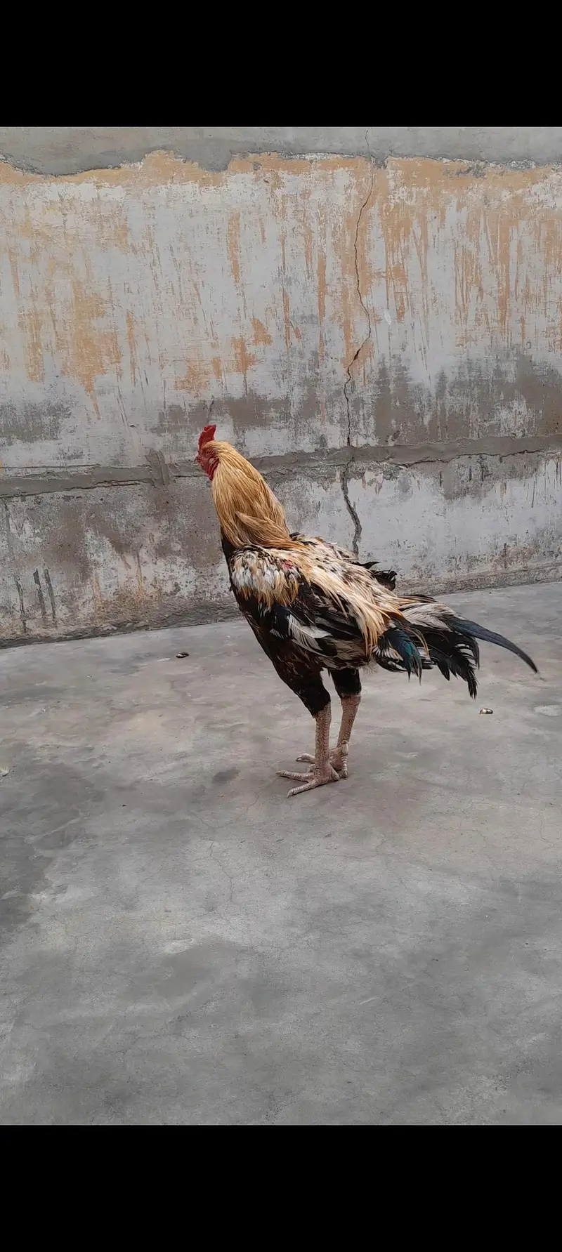 Top Qulaity long height Aseel 1 male 2 Female — photo 6