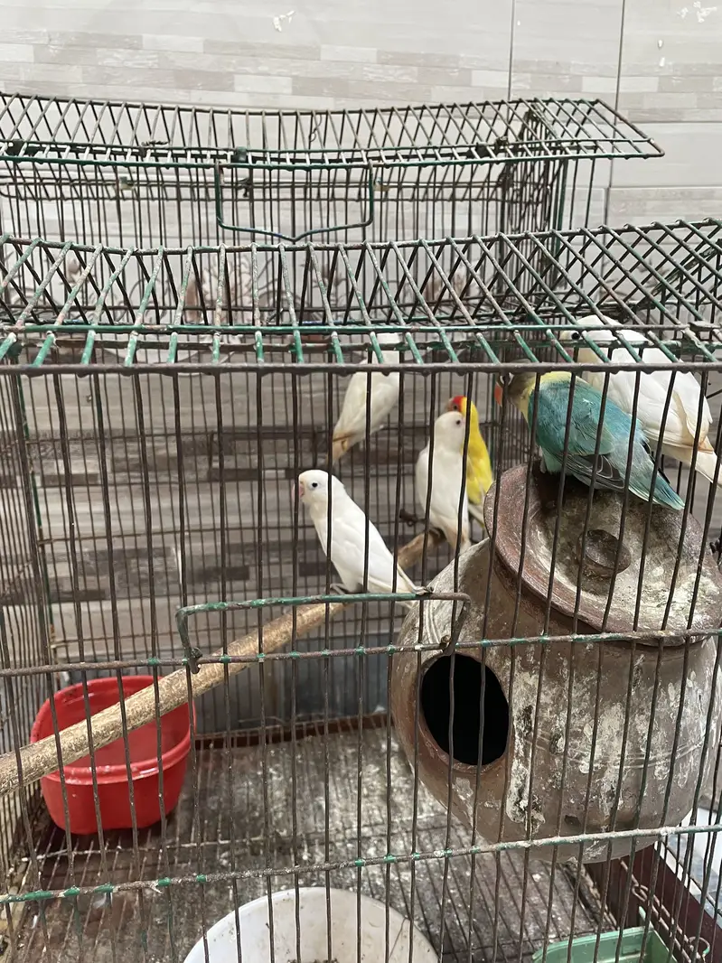 Love birds — photo 2