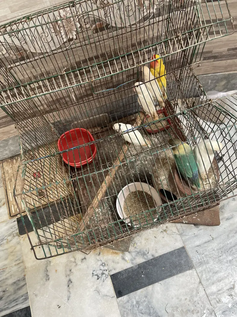 Love birds — photo 3