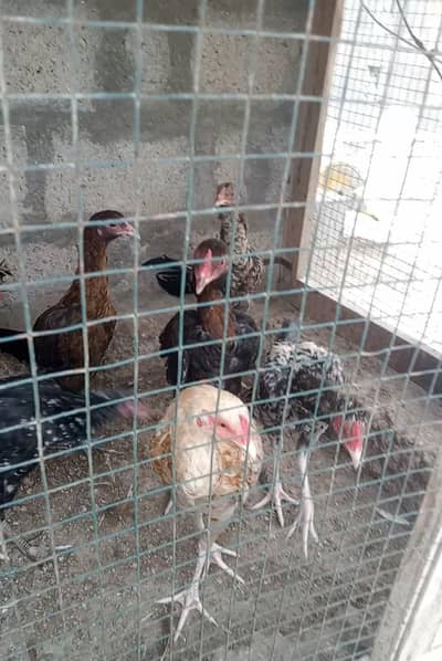 aseel & polish 7 se 8 month hens for sale
