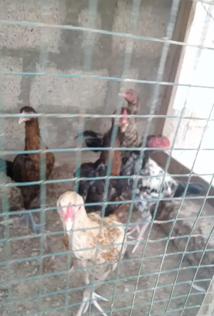 aseel & polish 7 se 8 month hens for sale — photo 2