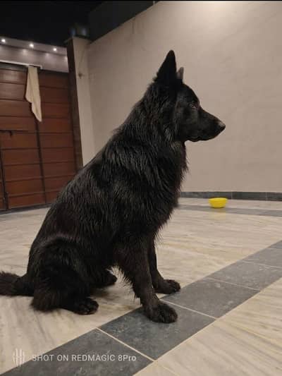 German Shepherd puppy