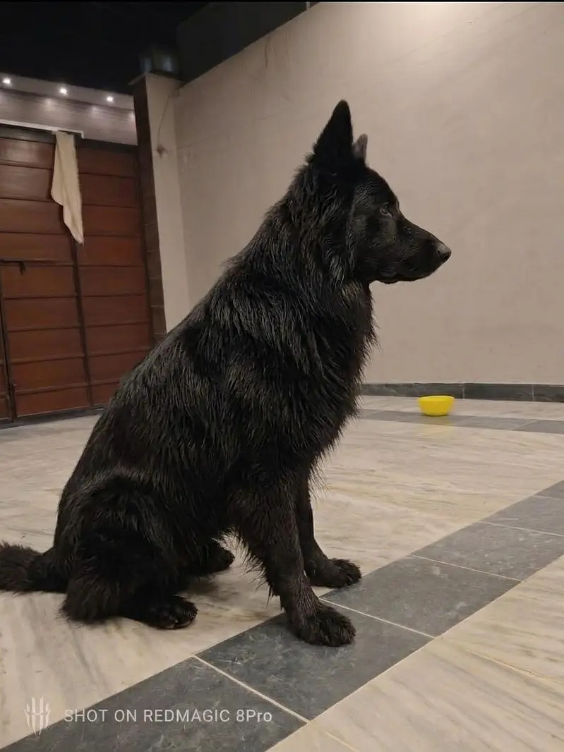 German Shepherd puppy