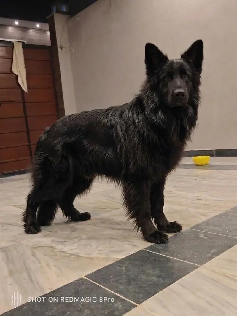 German Shepherd puppy — photo 2