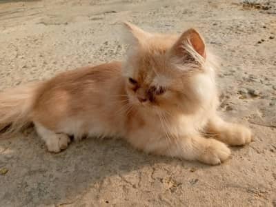 Adorable 3-Month-Old Golden Brown Persian Kitten 