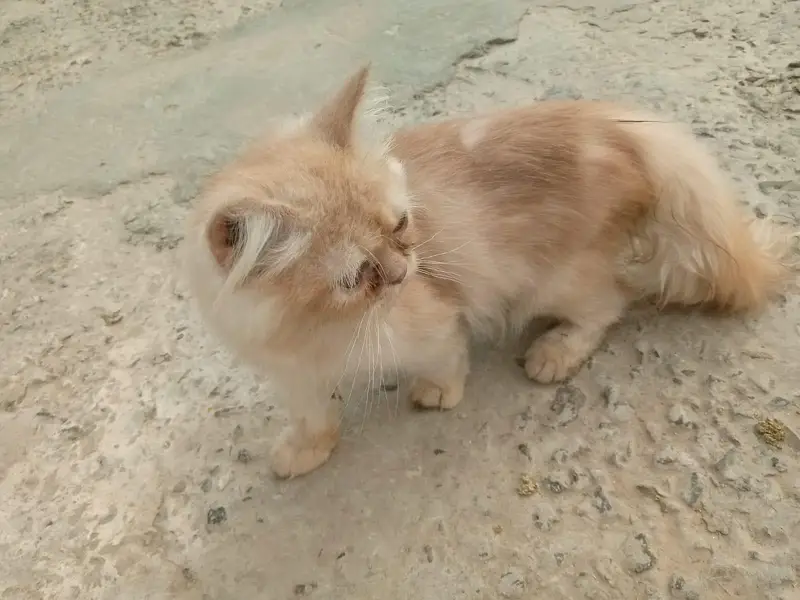 Adorable 3-Month-Old Golden Brown Persian Kitten  — photo 2