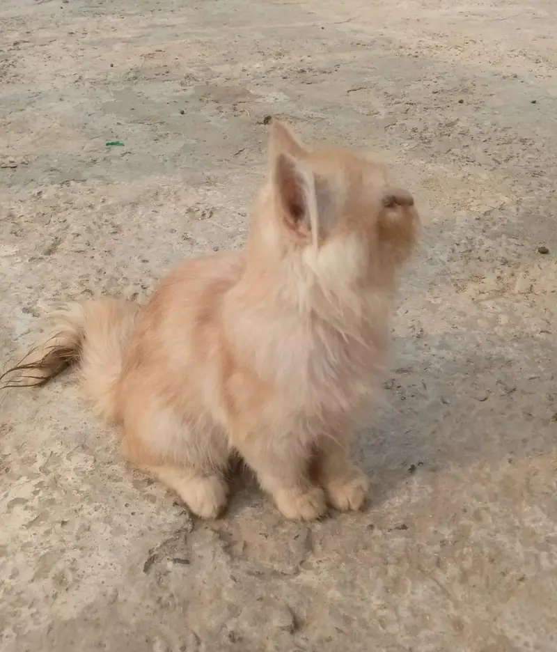 Adorable 3-Month-Old Golden Brown Persian Kitten  — photo 3