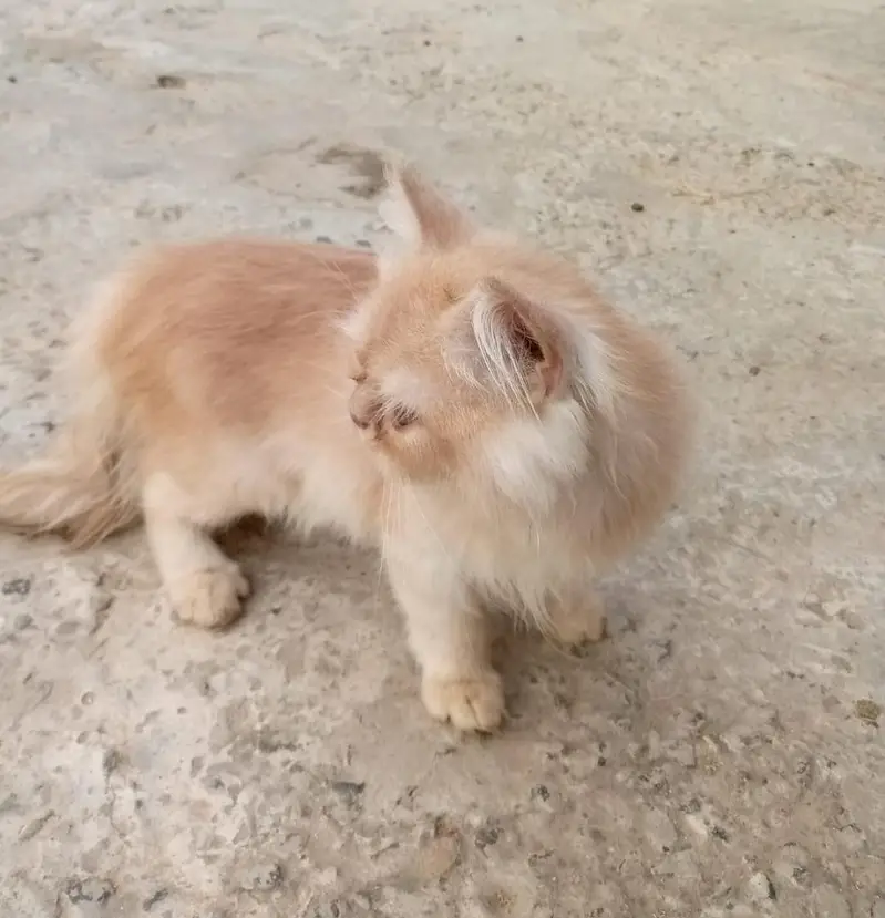 Adorable 3-Month-Old Golden Brown Persian Kitten  — photo 4