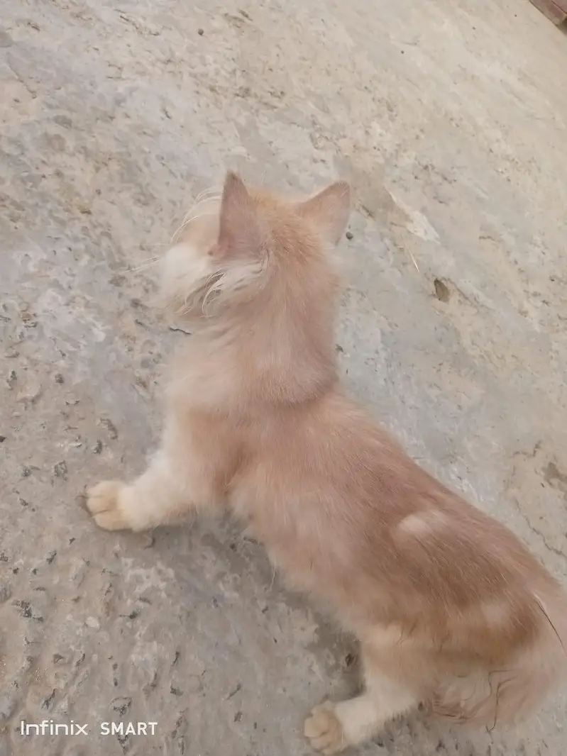 Adorable 3-Month-Old Golden Brown Persian Kitten  — photo 5