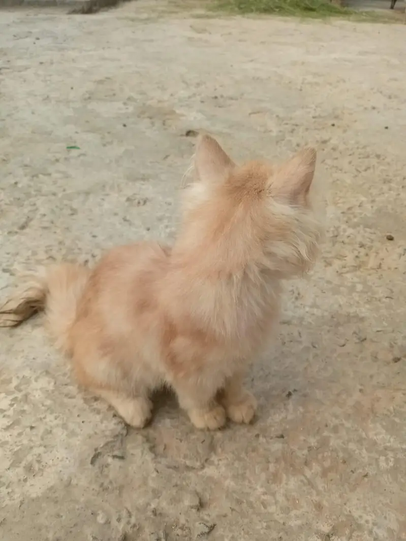 Adorable 3-Month-Old Golden Brown Persian Kitten  — photo 6