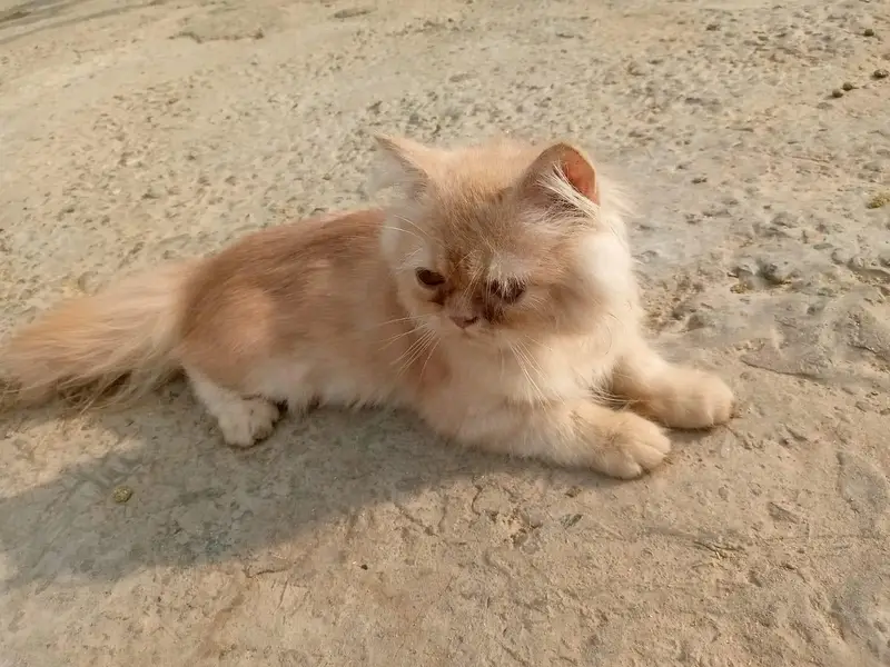 Adorable 3-Month-Old Golden Brown Persian Kitten  — photo 7