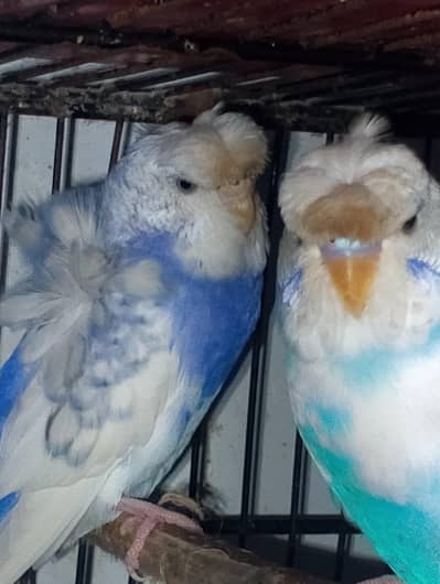 MAASHAALLAH BEAUTIFUL PIED HOGOROMO FRESH PAIR FOR SALE