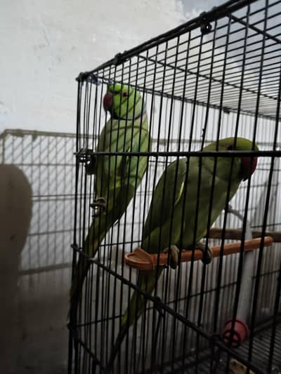 breeder pair