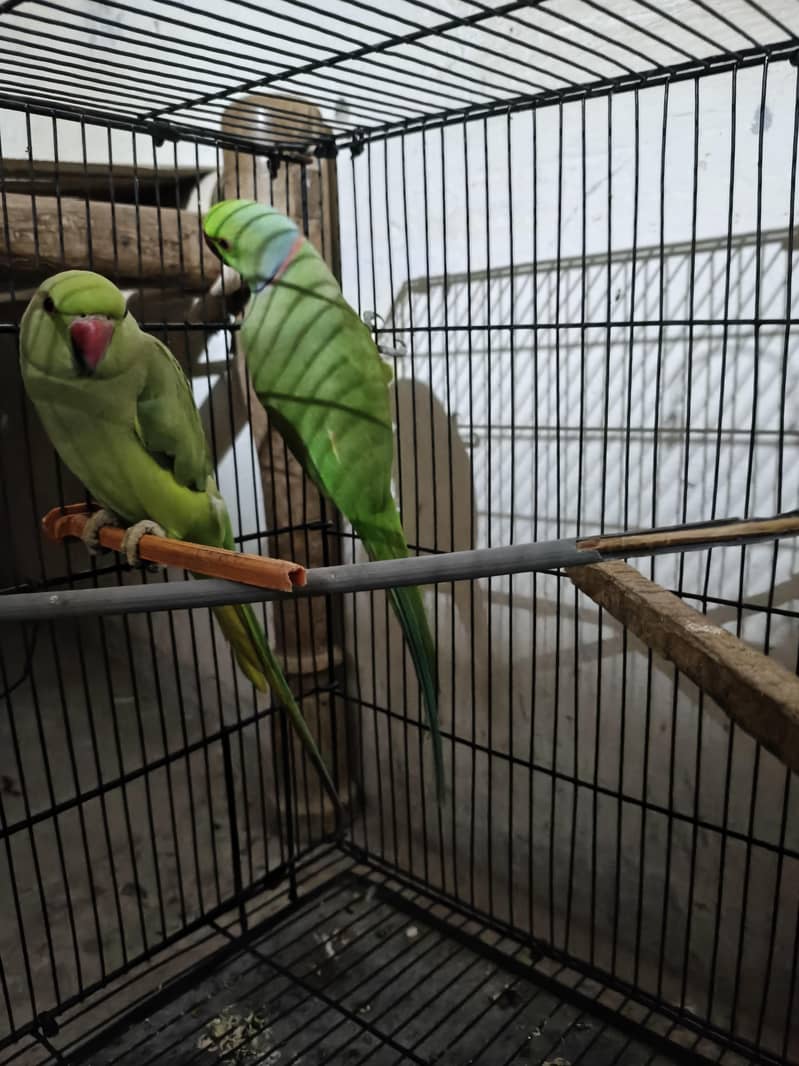 breeder pair 1