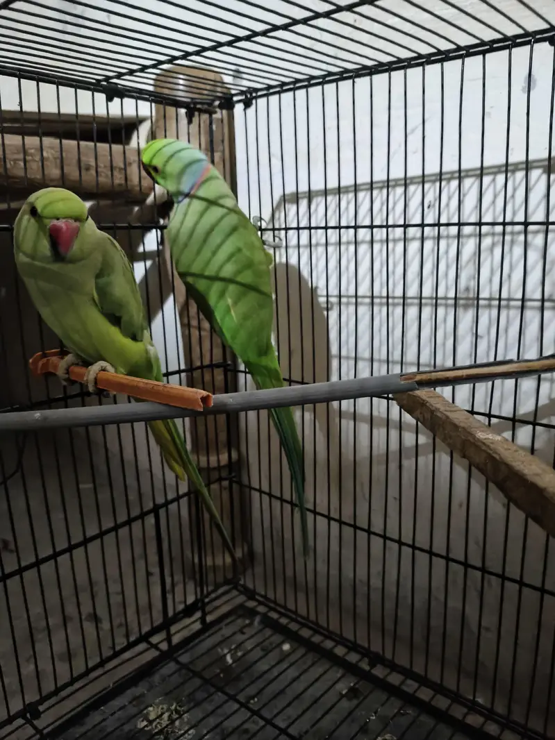 breeder pair — photo 2