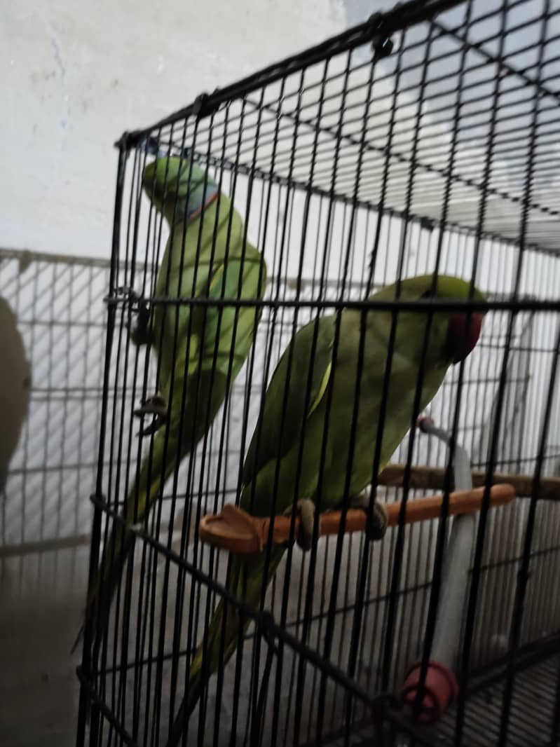 breeder pair 2