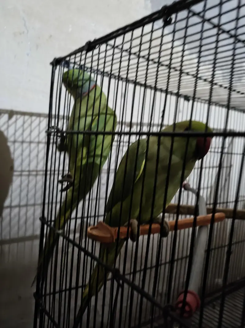 breeder pair — photo 3