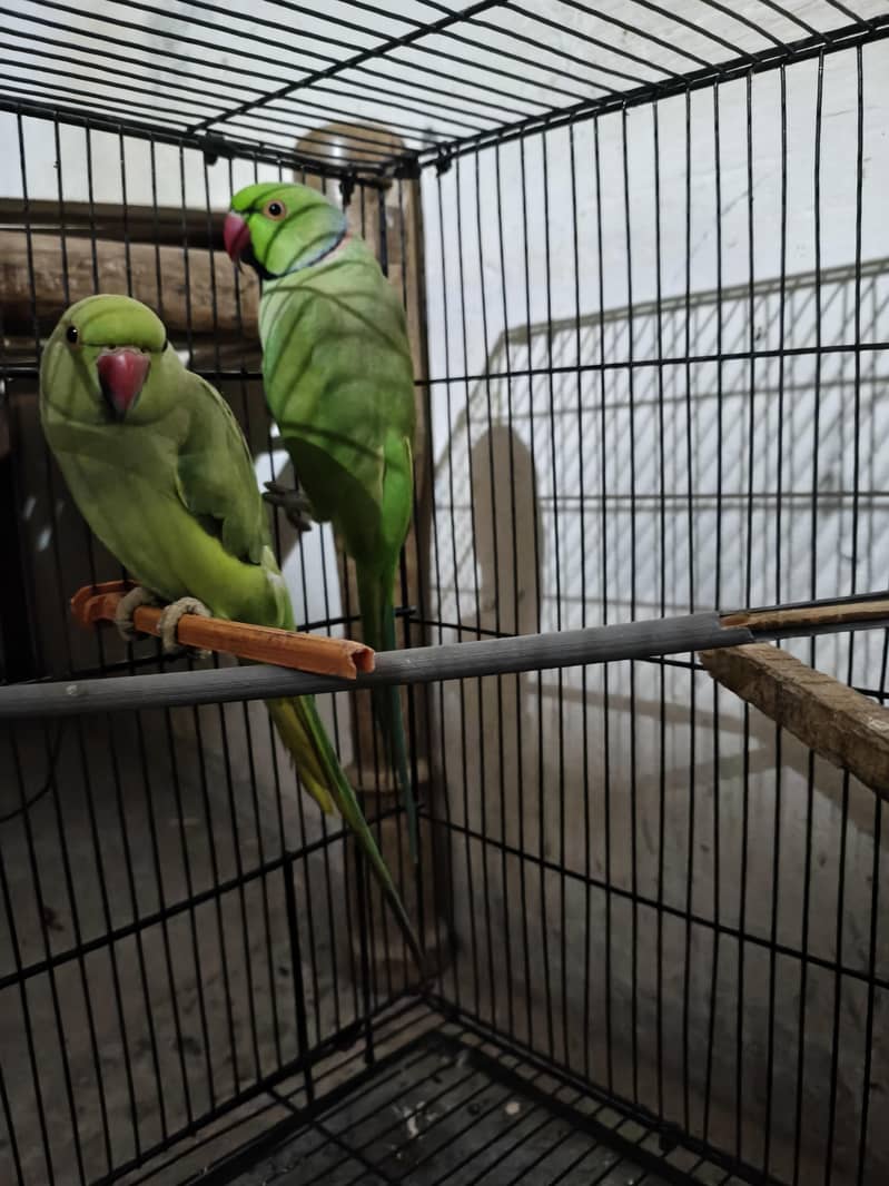 breeder pair 3