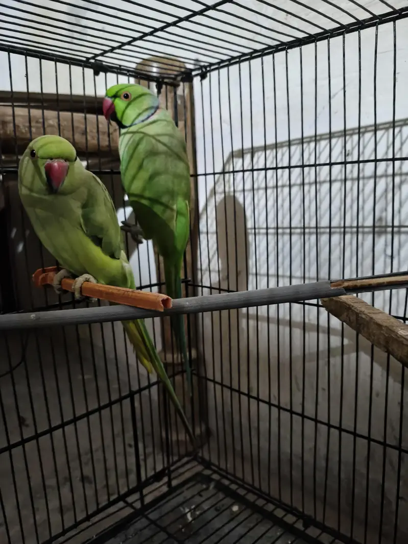 breeder pair — photo 4