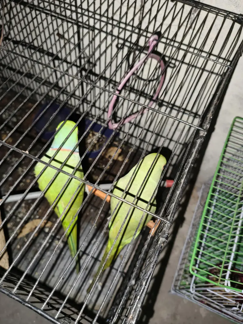 breeder pair — photo 5